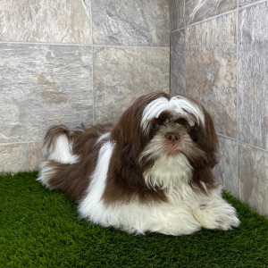 Shih Tzu Puppy Bonzo