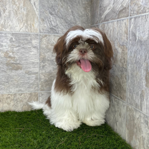 Shih Tzu Puppy Bonzo