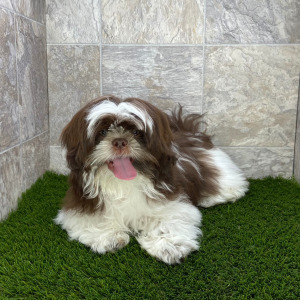Shih Tzu Puppy Bonzo