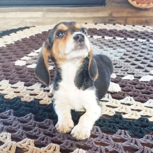 Beagle Puppy Buddy