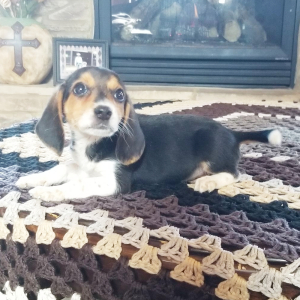 Beagle Puppy Buddy