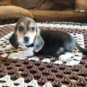 Beagle Puppy Buddy