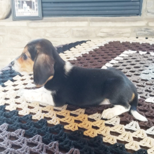 Beagle Puppy Buddy
