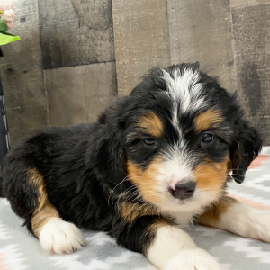 Bernedoodle Puppy Bonnie