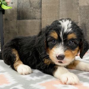 Bernedoodle Puppy Bonnie