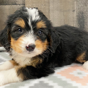 Bernedoodle Puppy Bonnie
