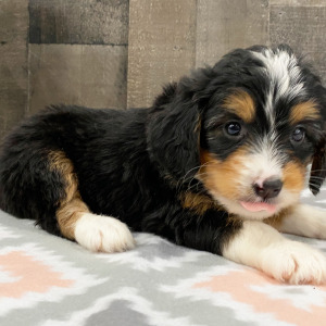 Bernedoodle Puppy Bonnie