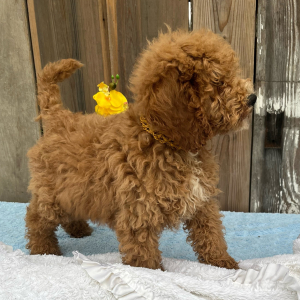 Goldendoodle Puppy Luke