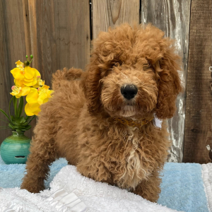 Goldendoodle Puppy Luke
