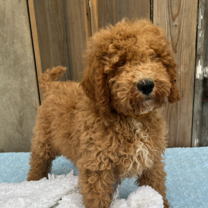 Goldendoodle Puppy Luke