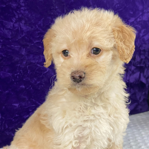 Labradoodle Puppy Lilac