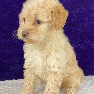 Labradoodle Puppy Lilac