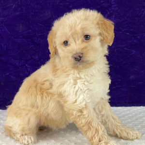Labradoodle Puppy Lilac