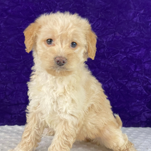 Labradoodle Puppy Lilac