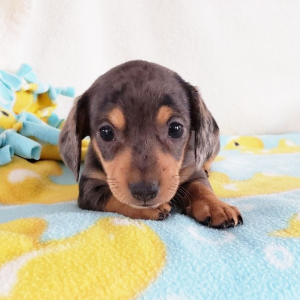 Dachshund Puppy Kia