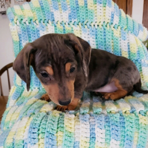 Dachshund Puppy Kia