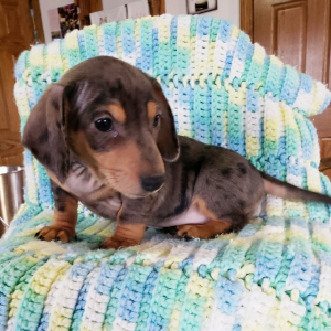 Dachshund Puppy Kia