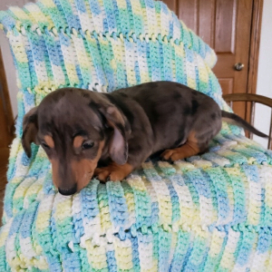 Dachshund Puppy Kia