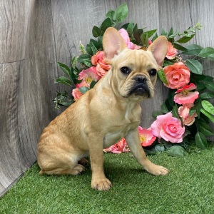 French Bulldog Puppy Demi