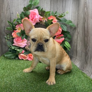 French Bulldog Puppy Demi