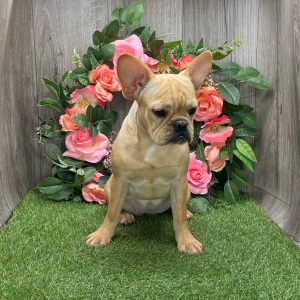 French Bulldog Puppy Demi