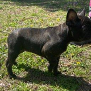 French Bulldog Puppy Zoe