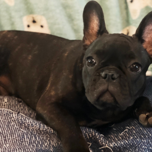 French Bulldog Puppy Zoe