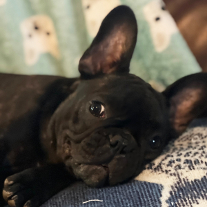 French Bulldog Puppy Zoe