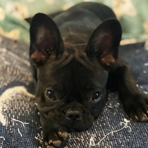 French Bulldog Puppy Zoe