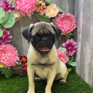 Pug Puppy Tyrone