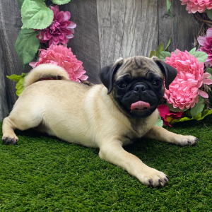 Pug Puppy Tyrone