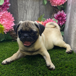 Pug Puppy Tyrone