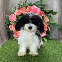 Havanese Puppy Ruby