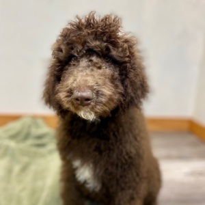 Poodle Puppy Sigi