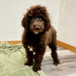 Poodle Puppy Sigi