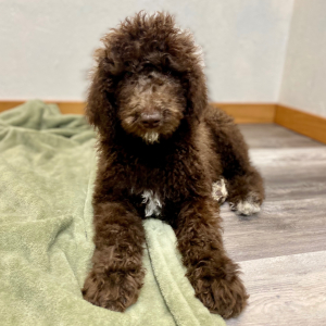 Poodle Puppy Sigi