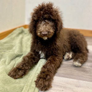 Poodle Puppy Sigi