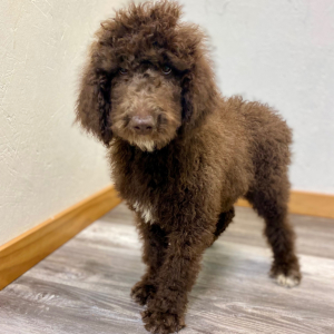 Poodle Puppy Sigi