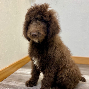Poodle Puppy Sigi