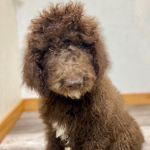 Poodle Puppy Sigi