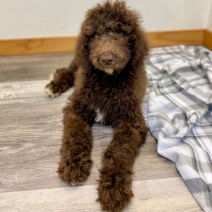 Poodle Puppy Sigi