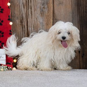 Maltese Puppy Sparky