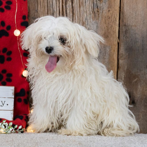 Maltese Puppy Sparky