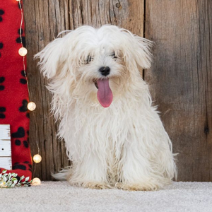 Maltese Puppy Sparky