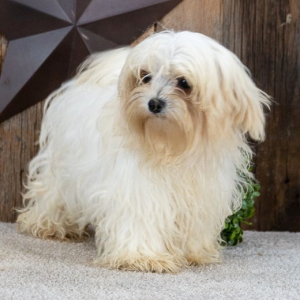 Maltese Puppy Sparky
