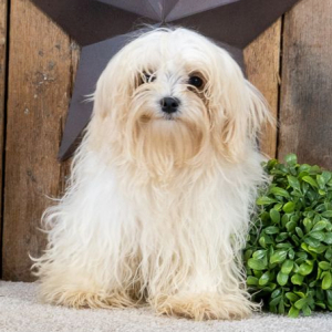 Maltese Puppy Sparky
