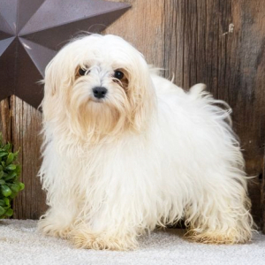 Maltese Puppy Sparky