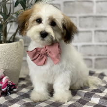 Havanese Puppy Meadow