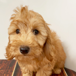 Goldendoodle Puppy Cici