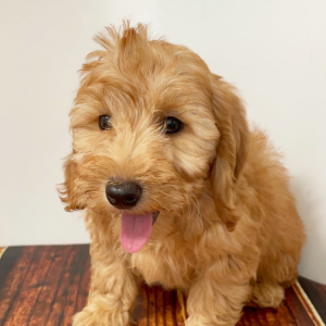 Goldendoodle Puppy Cici